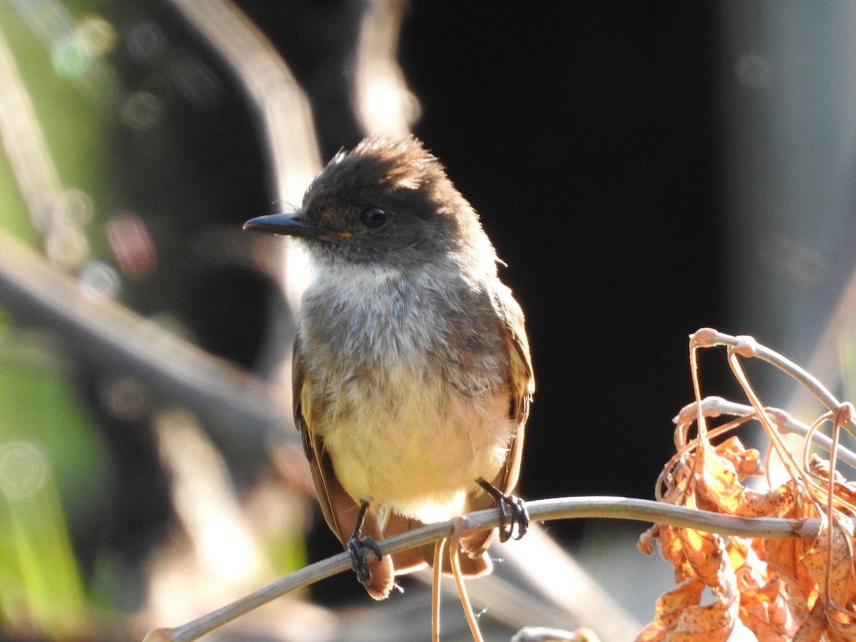 Eastern Phoebe - ML252610341