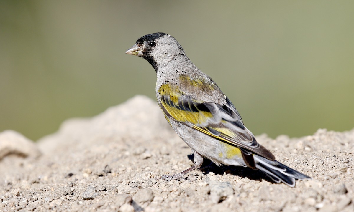 Lawrence's Goldfinch - Aaron Boone