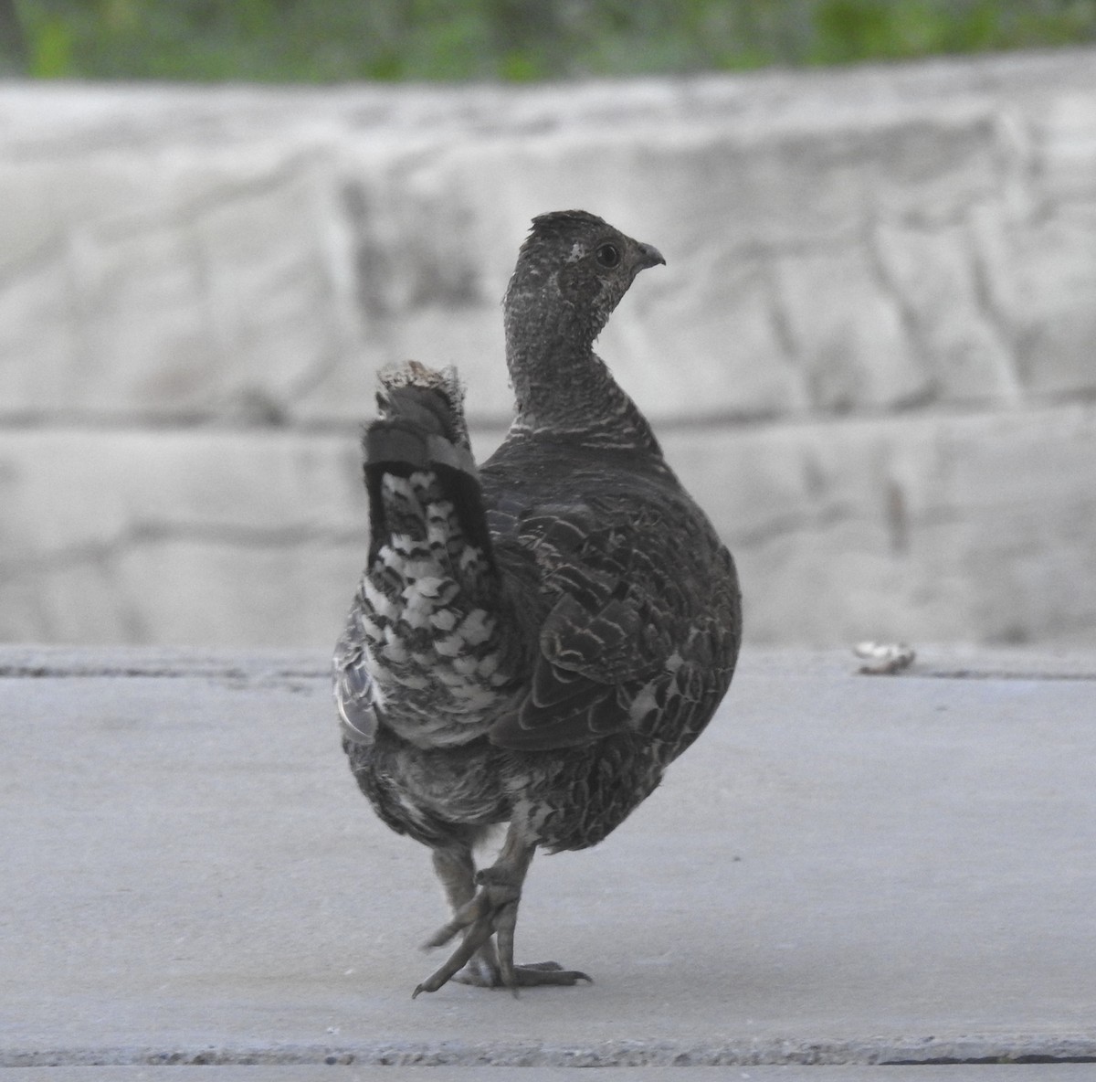 Dusky Grouse - Marcia Haley