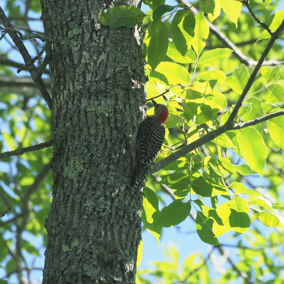 Red-bellied Woodpecker - ML252613691