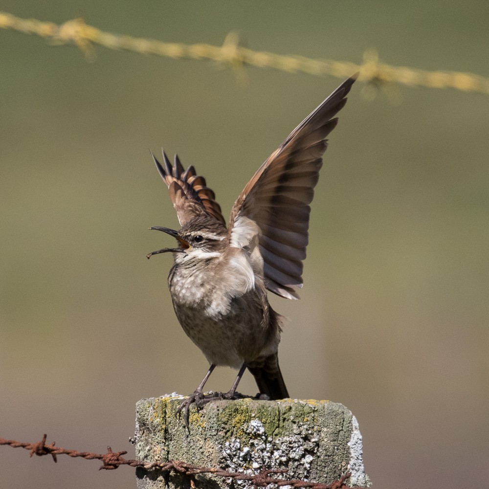 Stout-billed Cinclodes - ML25261371