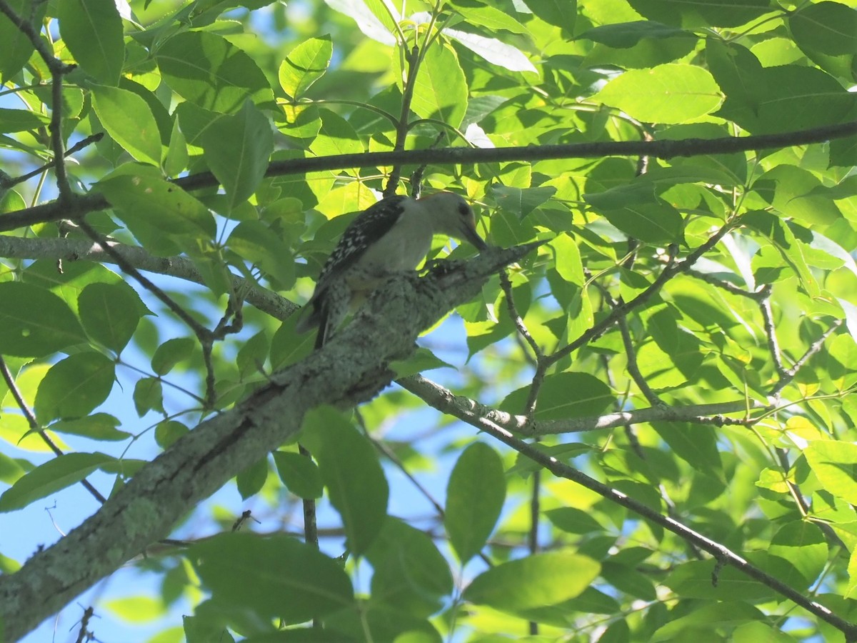 Red-bellied Woodpecker - ML252613761