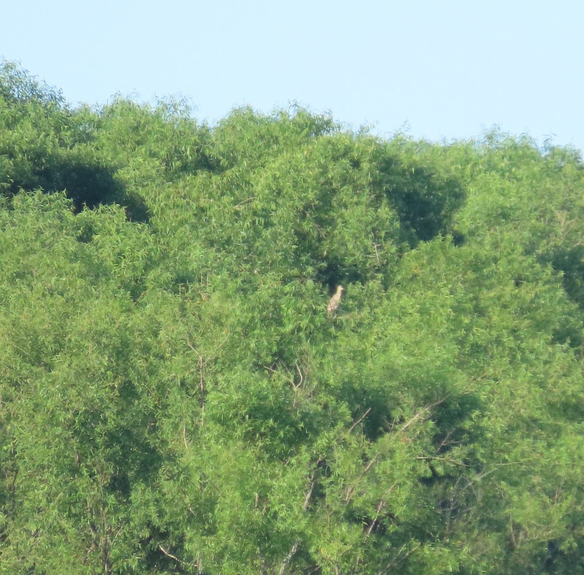 Black-crowned Night Heron - Michel Bourassa (T-R)