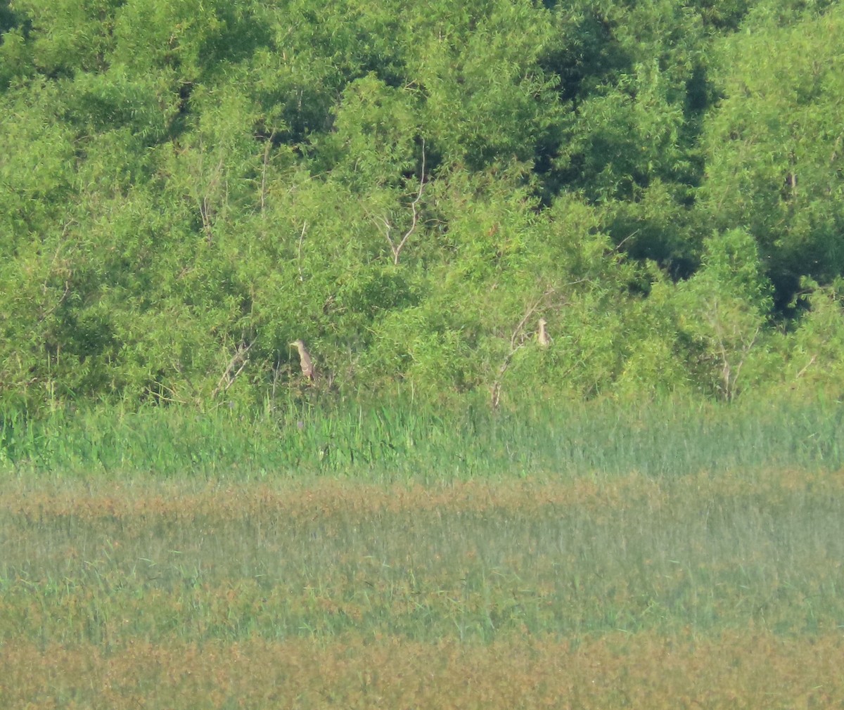 Black-crowned Night Heron - ML252614141