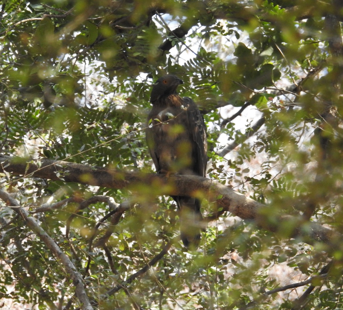 Crested Serpent-Eagle - ML252616001