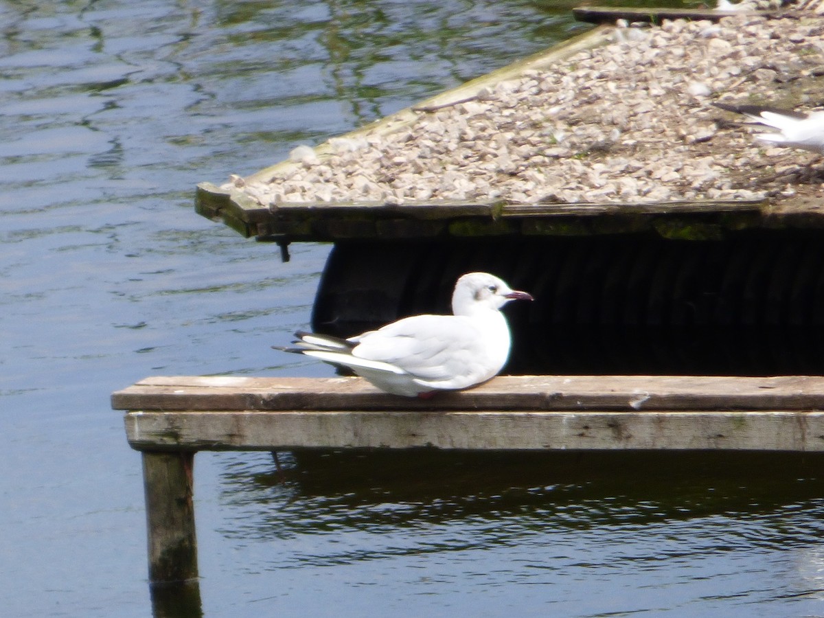 Black-headed Gull - ML252616281