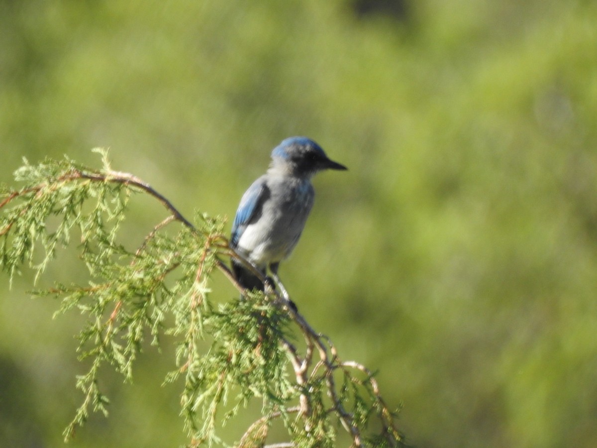 Woodhouse's Scrub-Jay - ML252619541