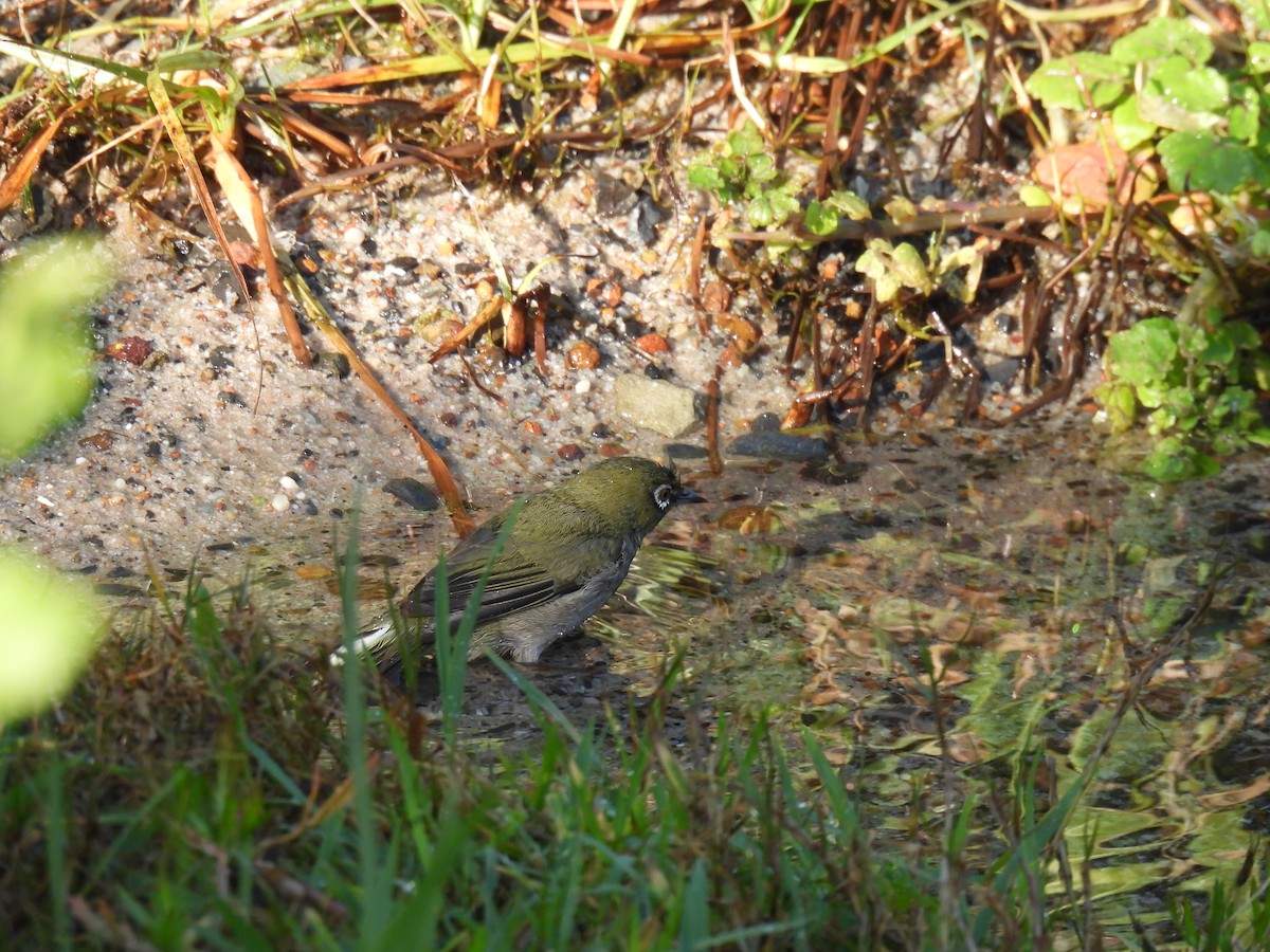 Cape White-eye - ML252619921