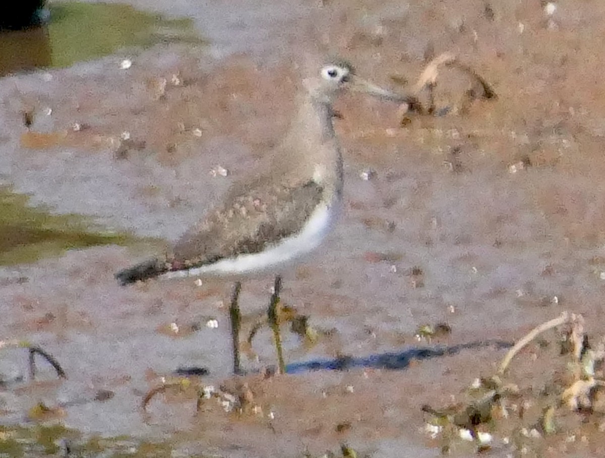 Solitary Sandpiper - ML252620051