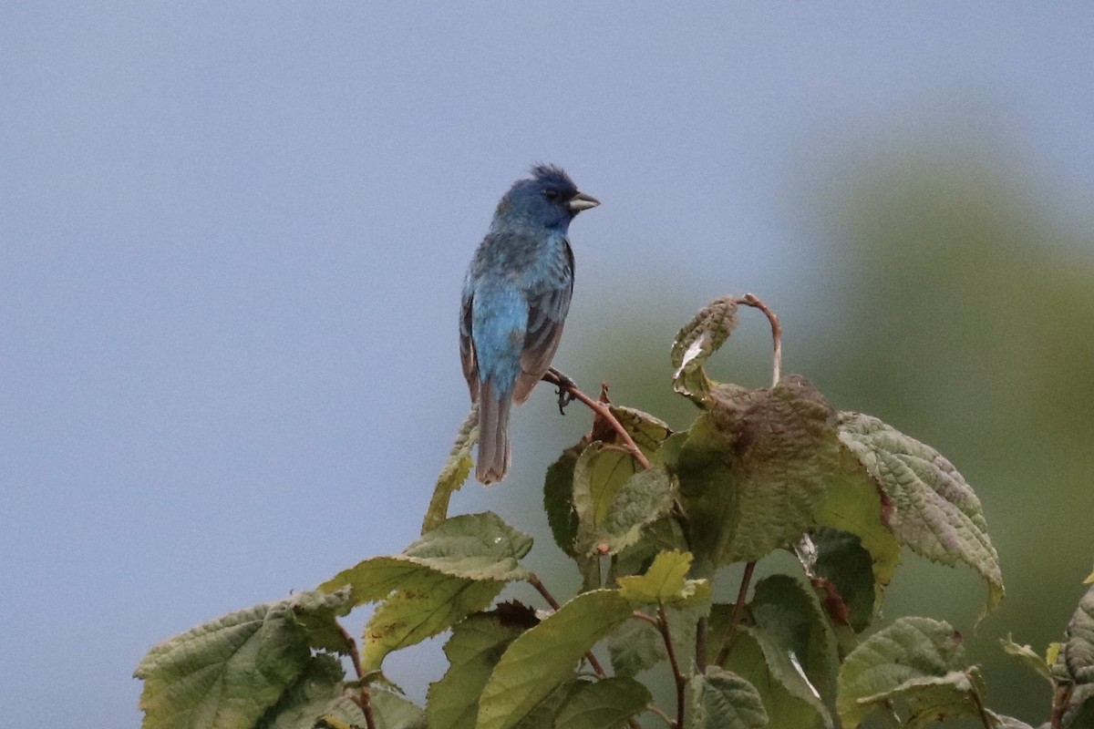 Indigo Bunting - ML252620291