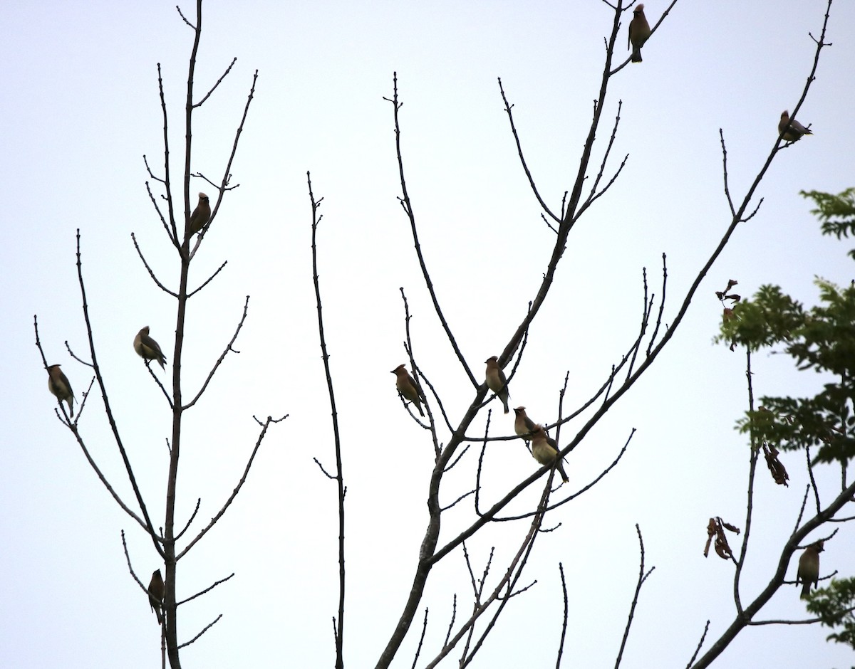 Cedar Waxwing - ML252620581