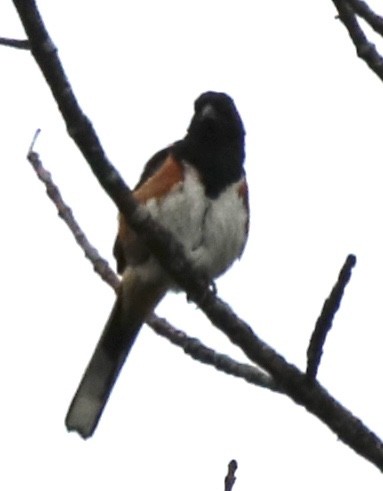 Eastern Towhee - ML252621631