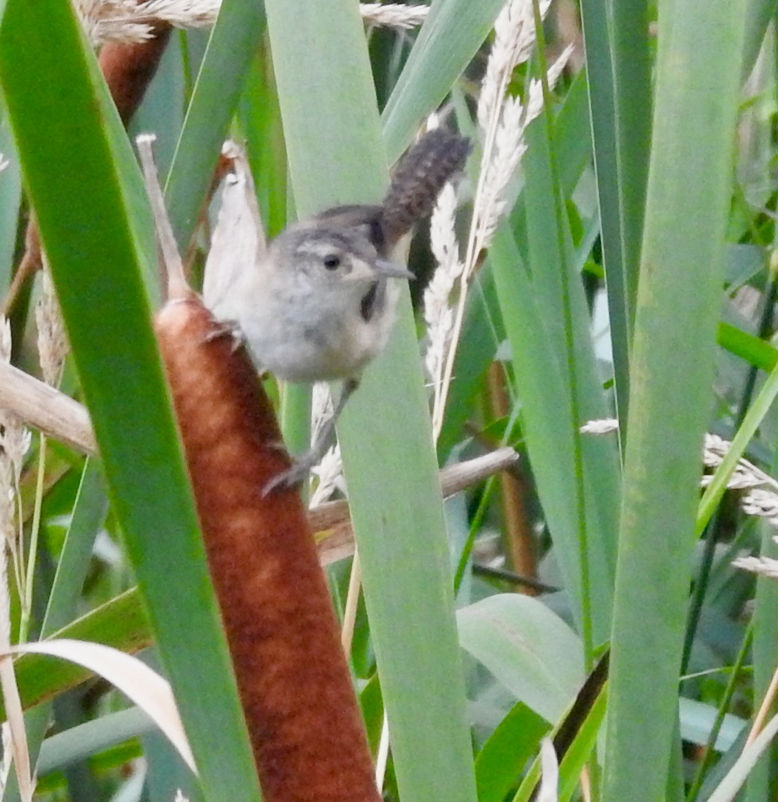 Marsh Wren - ML252621981