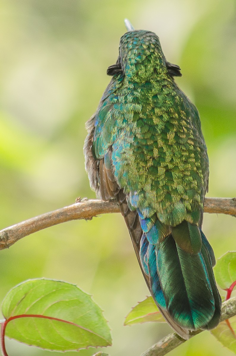 kolibřík modrouchý - ML25262241