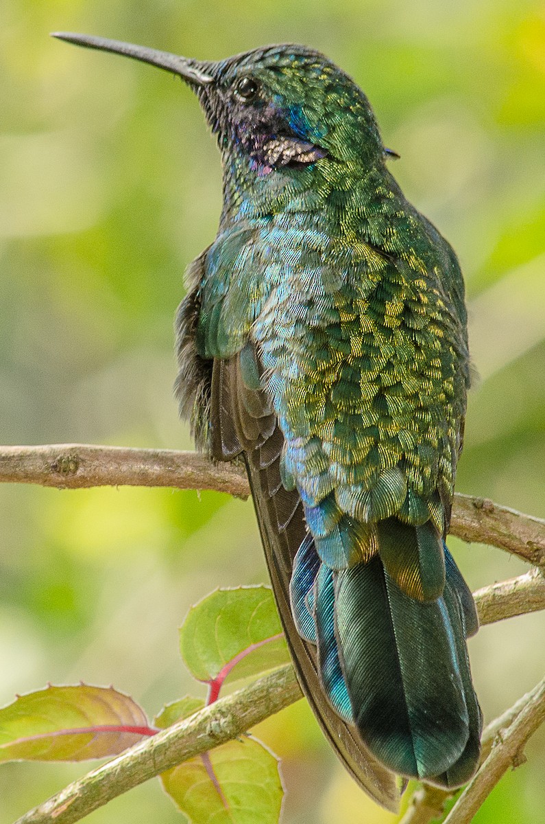 kolibřík modrouchý - ML25262251
