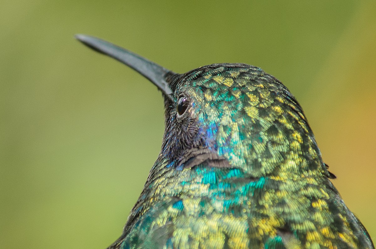 Lesser Violetear - santiago castro ramirez