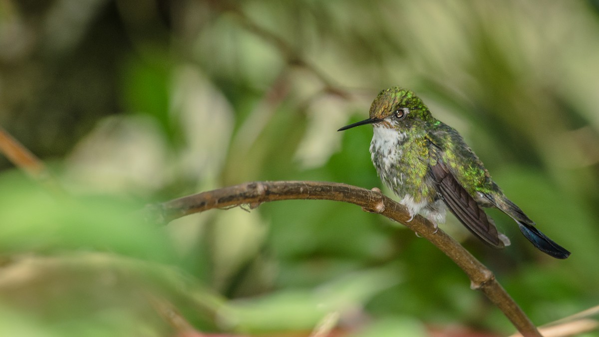 Colibrí de Raquetas Faldiblanco - ML25262531