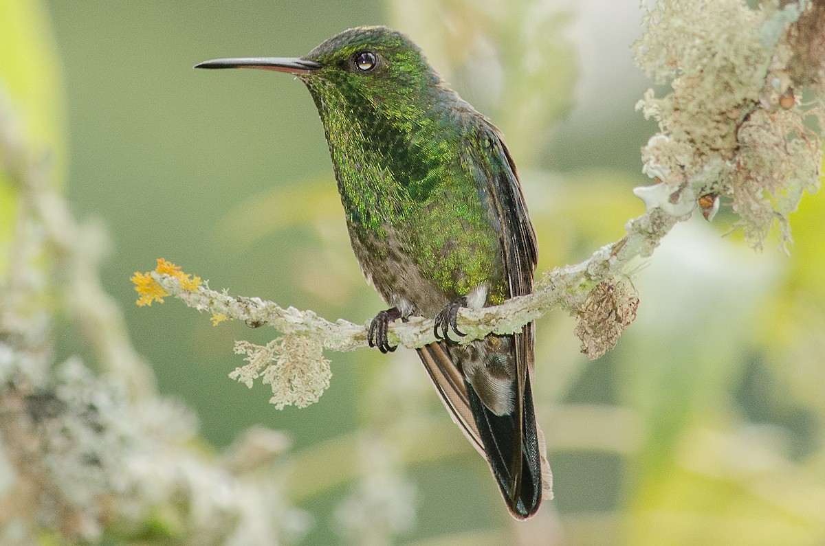 Steely-vented Hummingbird - santiago castro ramirez