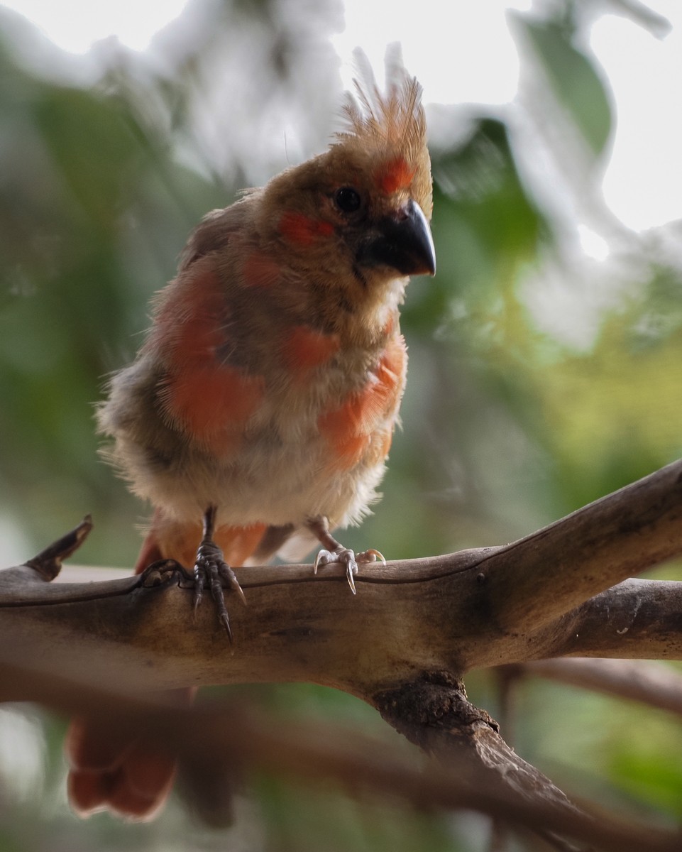 Northern Cardinal - Susan Mac