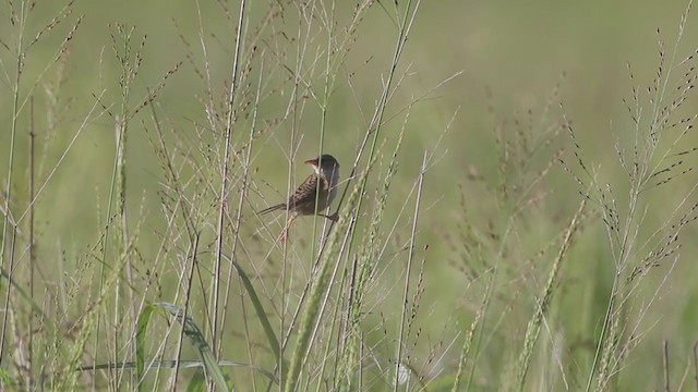 Sedge Wren - ML252626721