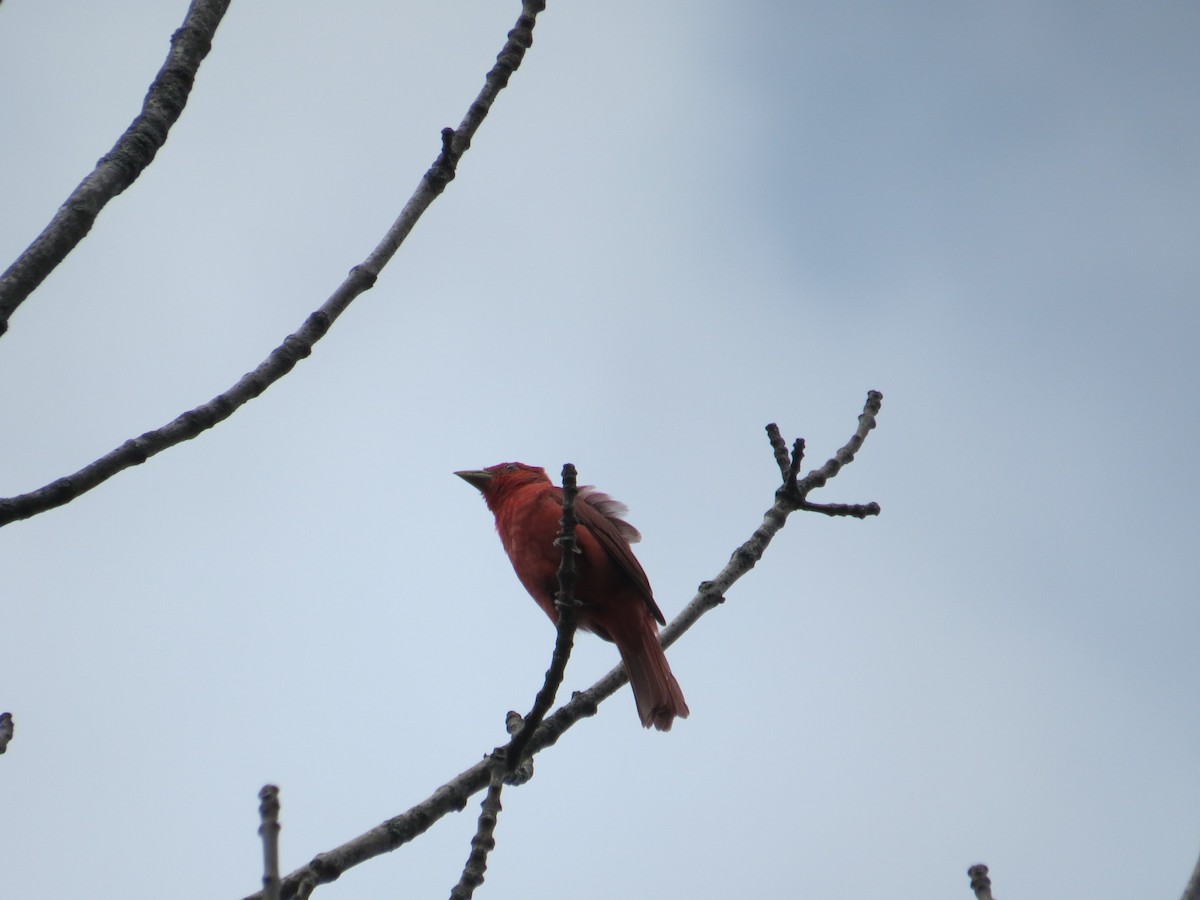 Summer Tanager - ML252627371