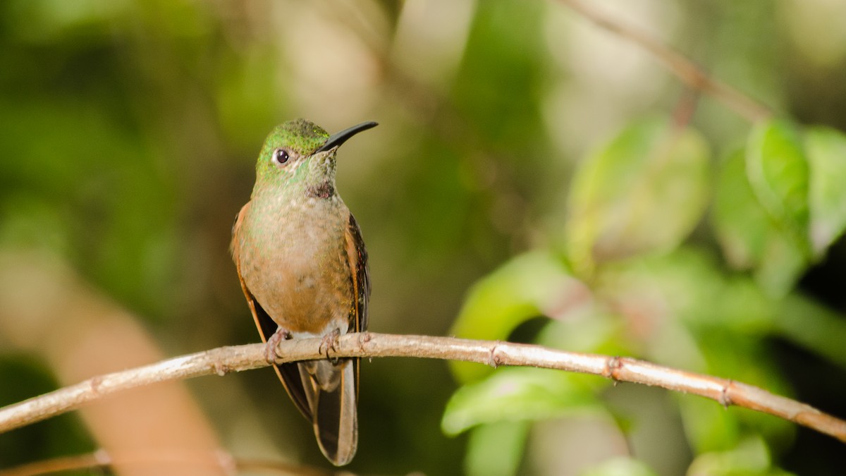 kolibřík hnědobřichý - ML25262751