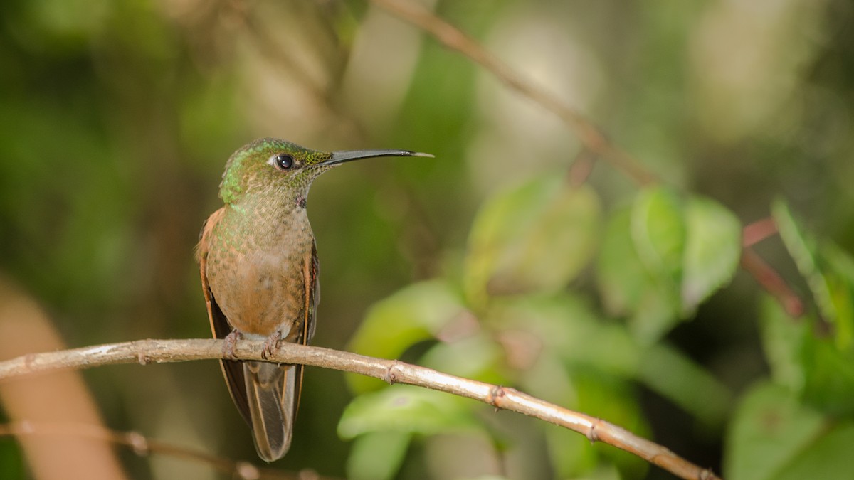 Fawn-breasted Brilliant - santiago castro ramirez