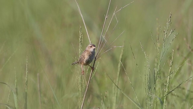 Sedge Wren - ML252627861