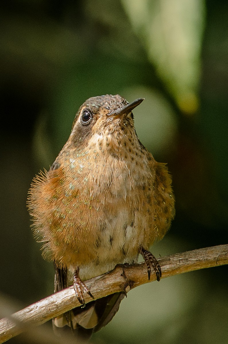 Speckled Hummingbird - santiago castro ramirez