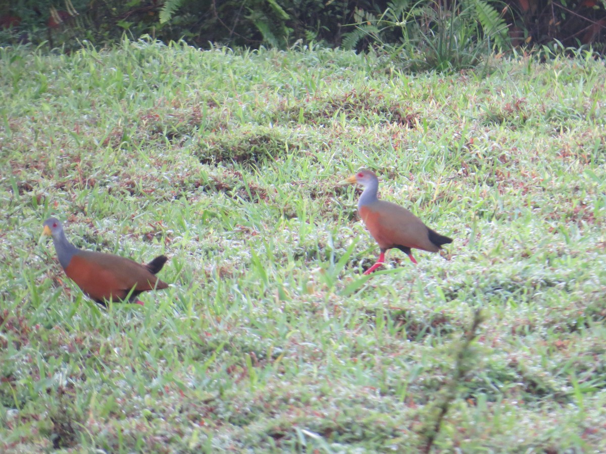 Gray-cowled Wood-Rail - ML252628571