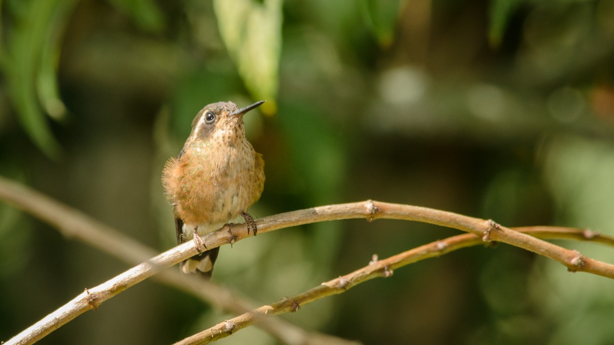 Speckled Hummingbird - santiago castro ramirez