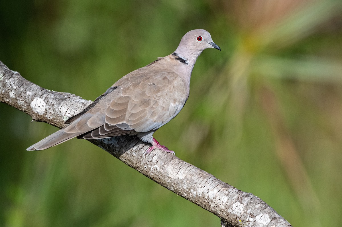 Eurasian Collared-Dove - Dick Murray