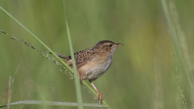 Sedge Wren - ML252630611