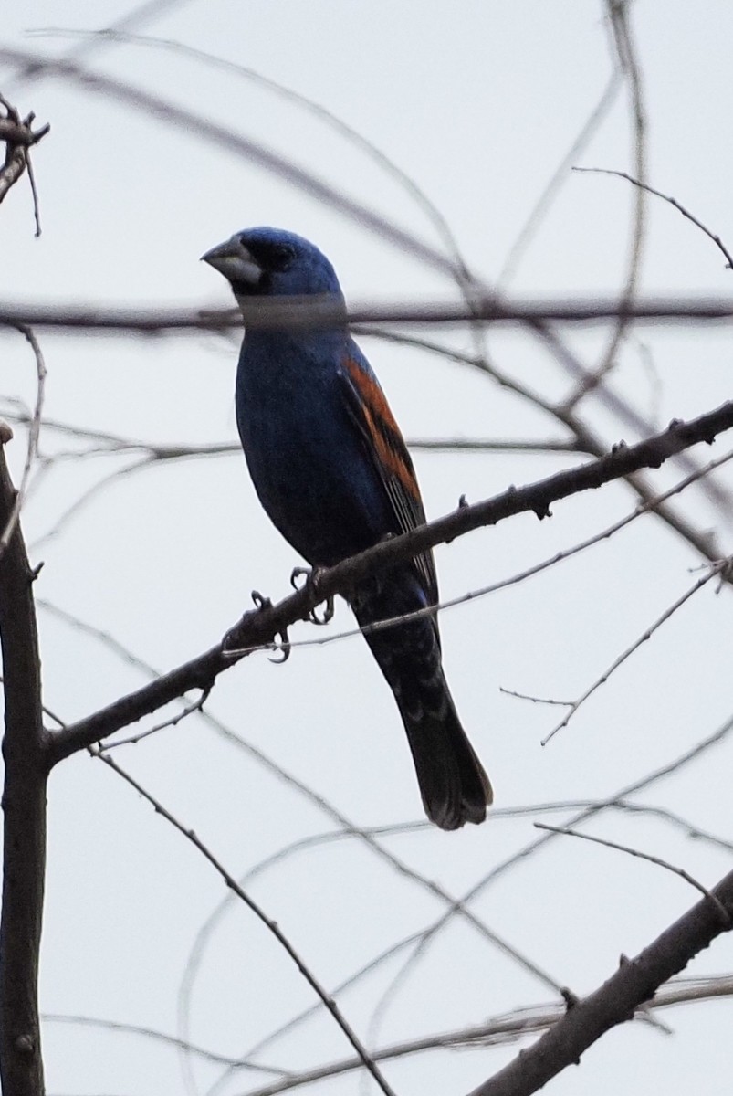 Blue Grosbeak - ML252630681