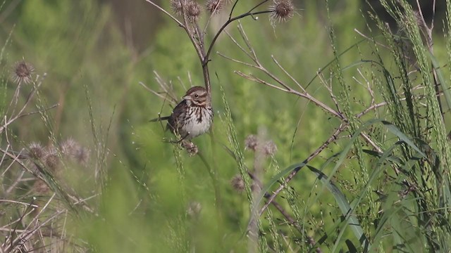 Song Sparrow (melodia/atlantica) - ML252630791