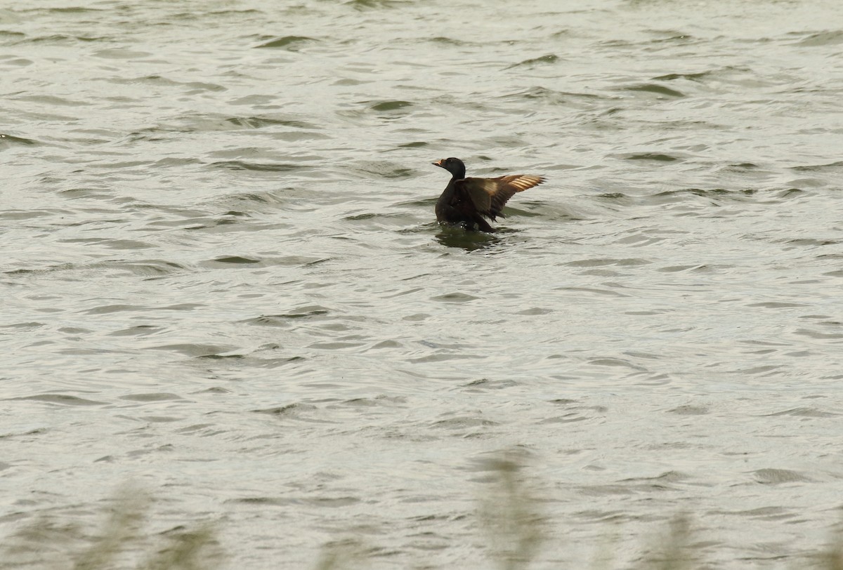 Common Scoter - ML252631331