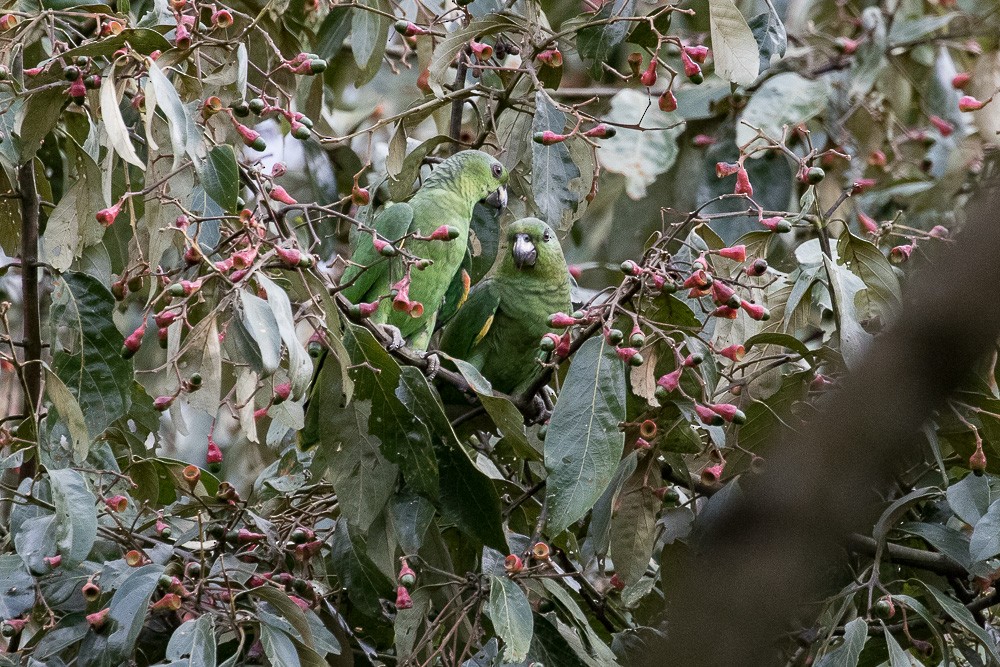 Amazona Mercenaria - ML25263331