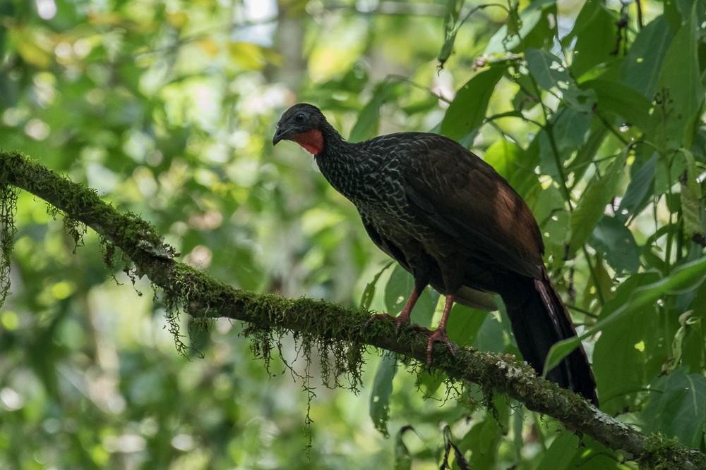 Cauca Guan - Ken Chamberlain