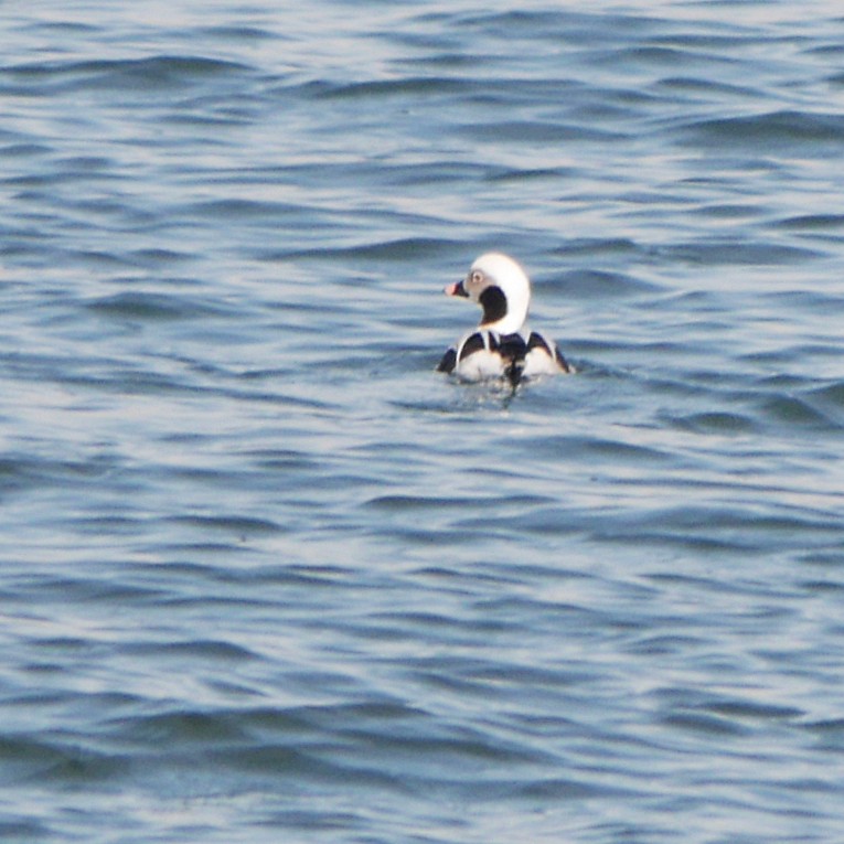 Long-tailed Duck - ML252634911