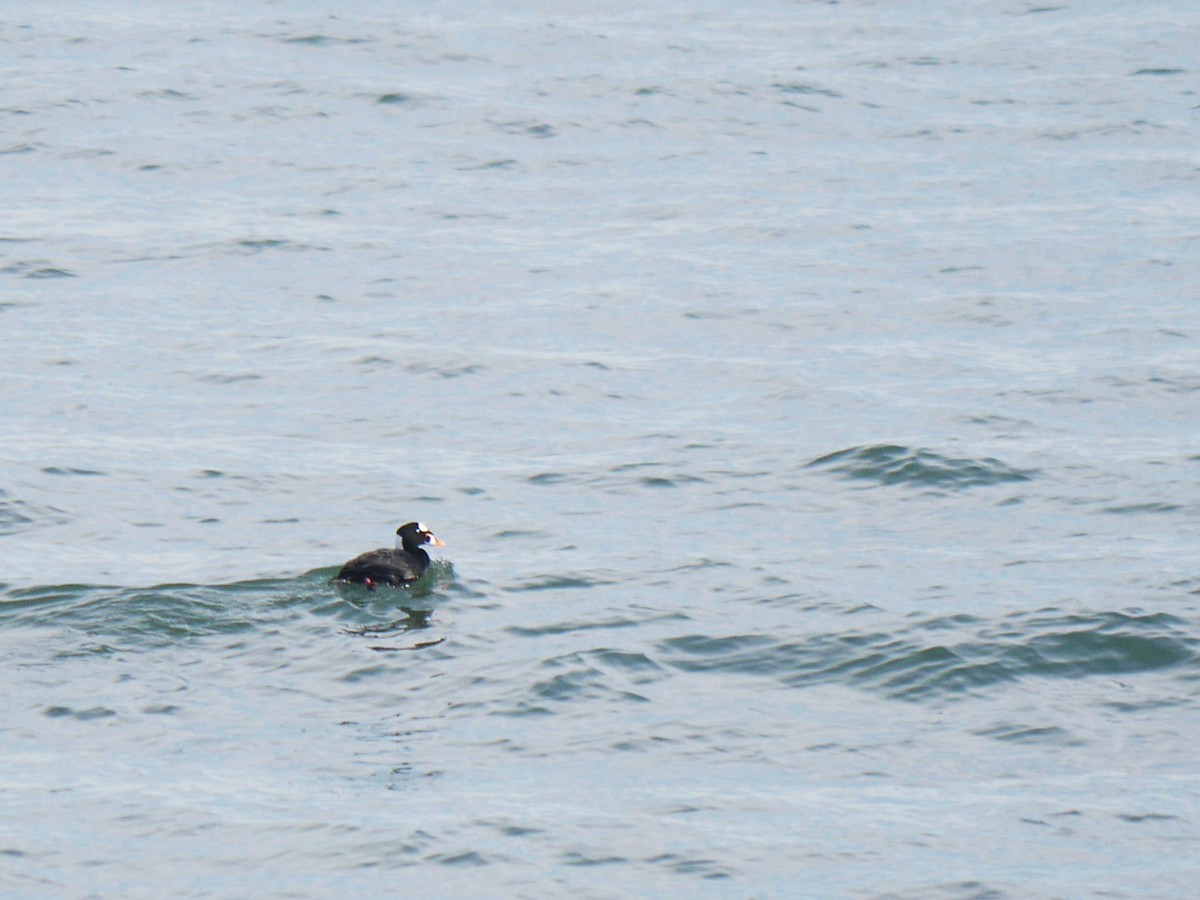 Surf Scoter - ML252635011