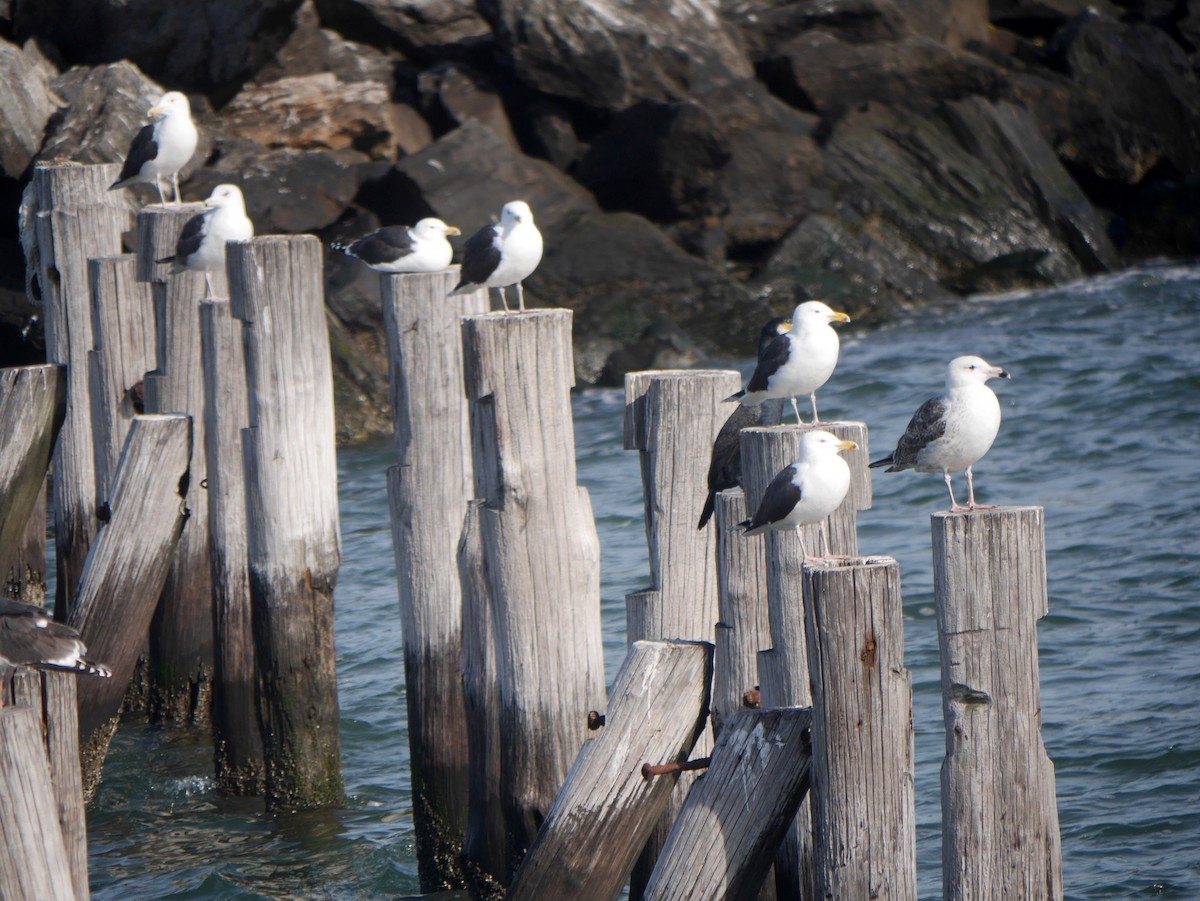 Great Black-backed Gull - ML252635701