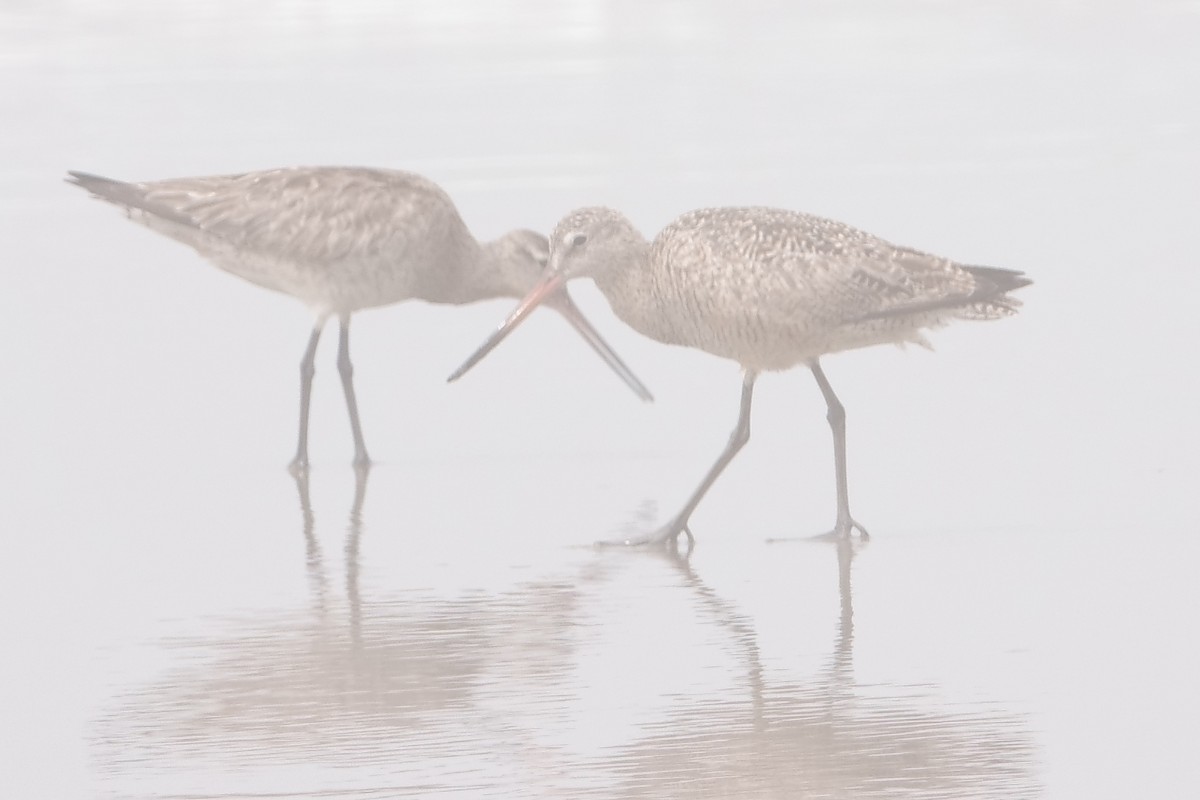 Bar-tailed Godwit - ML252635851