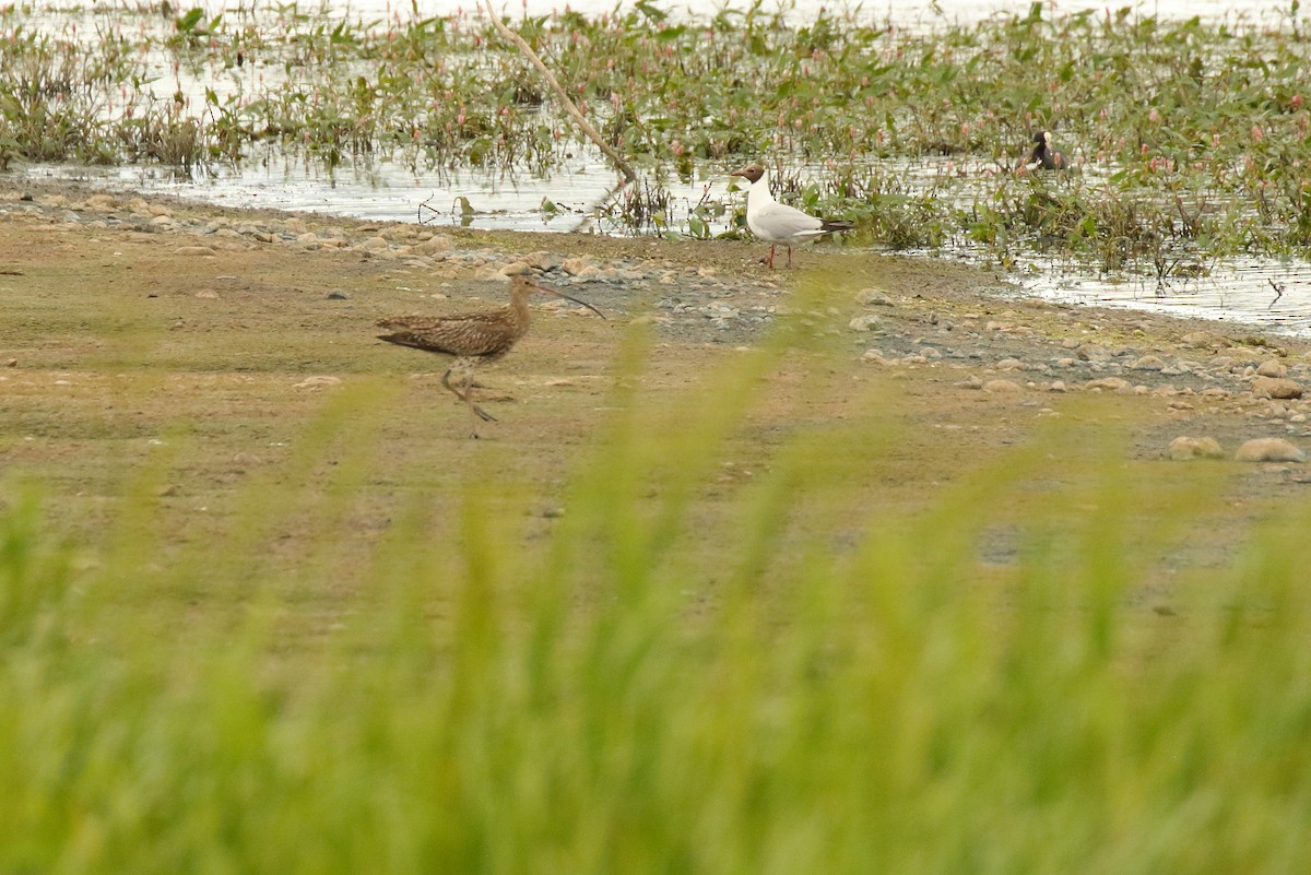 Eurasian Curlew - ML252636311