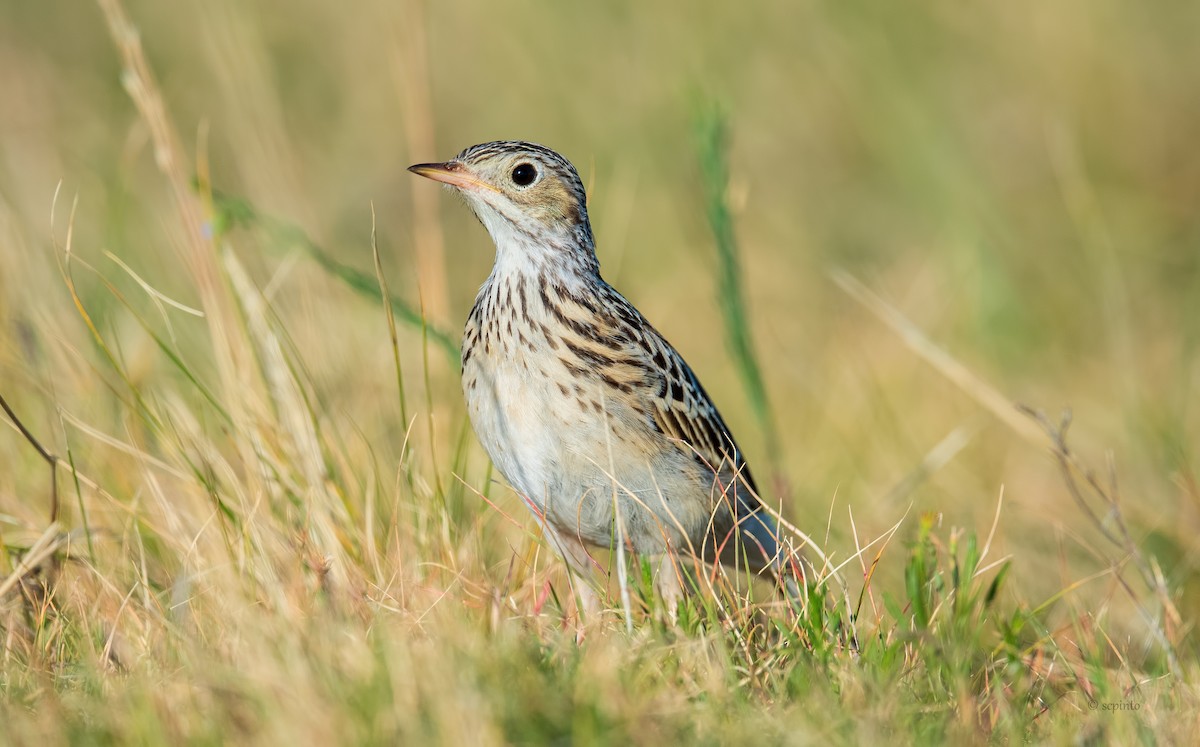 Sprague's Pipit - Shailesh Pinto