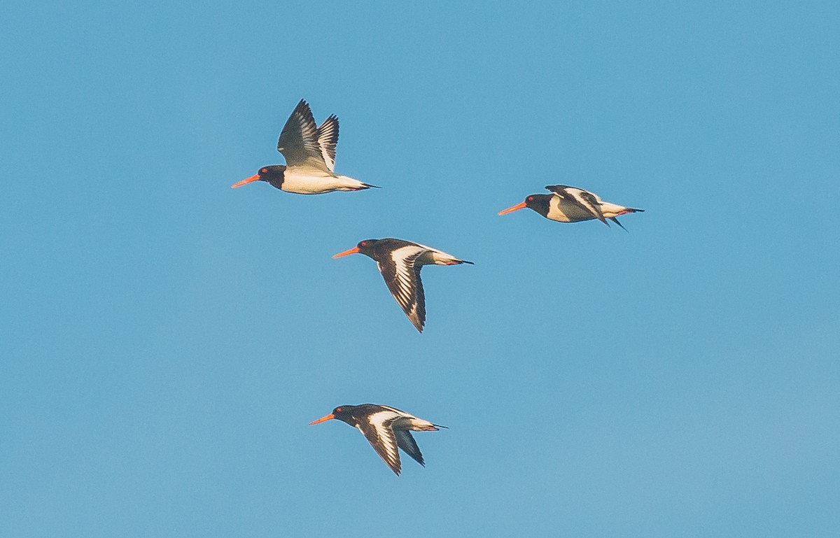 Eurasian Oystercatcher - ML252636671
