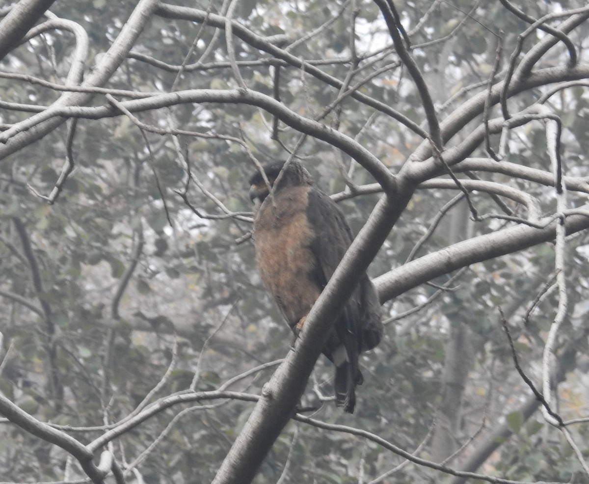 Crested Serpent-Eagle - ML252637641