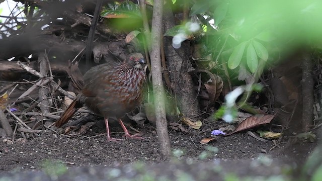 Buffy-crowned Wood-Partridge - ML252637841