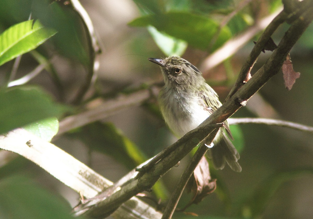 Helmeted Pygmy-Tyrant - ML252638571