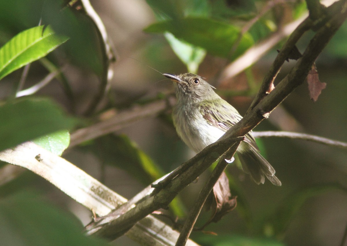 Helmeted Pygmy-Tyrant - ML252638701