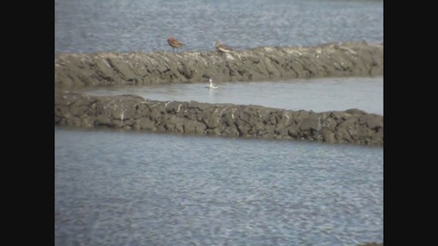 שחיינית תלת-גונית - ML252638731